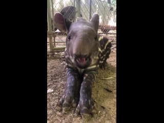 video: wildlifeworldzoo